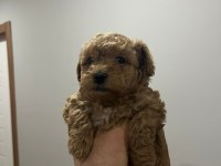 45 günlük poodle yavrular