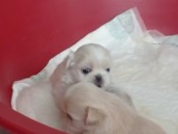 imperyal pekinez köpeği