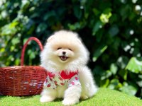 Mersin Pomeranian Boo Yavruları