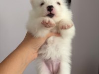 2 Aylık Pomeranian Alman Spitz