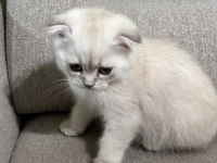Scottish fold yavrular