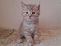 45 günlük british shorthair yavrular