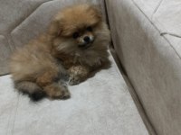 57 günlük Pomeranian boo