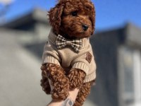 RED BROWN TOY POODLE YAVRULAR