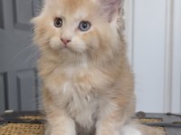 SAF KAN, LO ŞECERELİ DEV BOY KEDİLER 6 YILLIK TECRÜBE