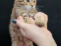 Scottish straight ve scottish fold yavrular