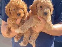 Orjinal Toy Poodle