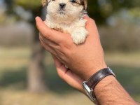 Safkan Düğme Burun Shih Tzu Yavrular