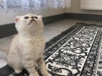 Scottish fold erkek kedimiz