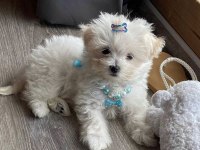 A kalite morkie yavrular
