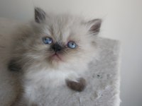 Safkan İran kedi yavruları