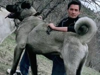 ORJİNAL KANGAL KÖPEĞİ YAVRULAR