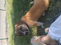 Köpeğimiz Dora kalıcı yuvasını arıyor