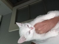 Pamuk minnak