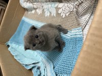 Ev ortamında büyüyen orginal british shorthair