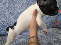 SAFKAN IRK FRENCH BULLDOG ERKEK YAVRULAR