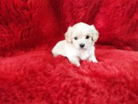 Kore maltese terrier yavrularım