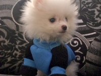 Beyaz Erkek Pomeranian