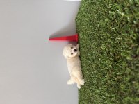 Bichon frise Teacup