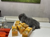 Mini Lop Tavşan Çiftliği - Her İle Gönderim!