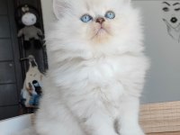 British Longhair Kedilerim