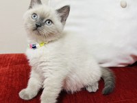 Safkan Blue Point Son Bir Adet British Shorthair