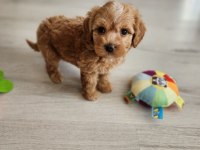 Ruhsatlı Köpek Çiftliğinden Maltipoo Yavrularımız