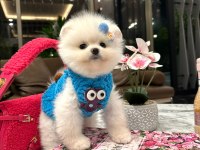 Safkan Ayıcık Surat Pomeranian Ponni