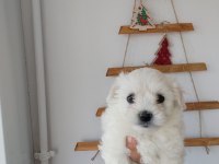 Aşılı maltese terrierler