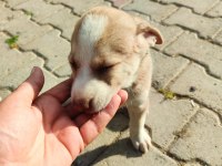 3 dişi yavru köpeğe yuva arıyorum