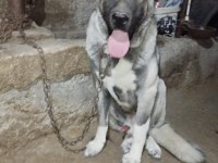 O BİR DAHA BEBEK KANGAL