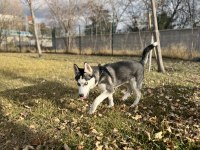 6 AYLIK SAFKAN ERKEK HUSKY CİNS KÖPEĞİMİZ