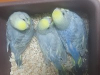 Rainbow renk güzeli muhabbet kuşu