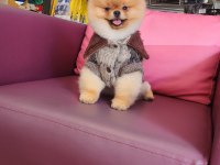 Orjinal ayı surat pomeranian boo