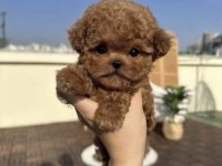 Toy Poodle Safkan