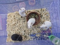 Suriye hamster