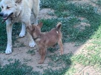 Akita inu yavru köpekler