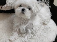 TEACUP KORE MALTESE BEBEĞİM ŞECERE BELGELİ