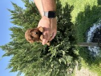 GERÇEK TOY POODLE YAVRULAR