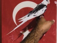 Konuşan Wi-Fi Face Sultan Papağanı