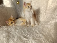 British shorthair golden yavrular