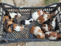 Safkandırlar guinea pig