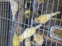 SÜPER ÖTÜŞTE HER RENKTE KANARYALAR