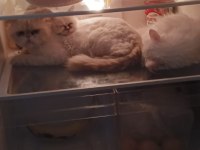 3. Kedimiz Birden Bakabilen Verilir