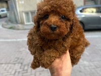 Kore Poodle Red Brown