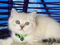 British Shorthair Lynx Point yavrular