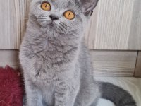 British shorthair yavrular