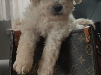 0 numara maltipoo bebekler