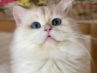 British longhair shorthair yavrular