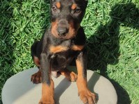 King Doberman Yavruları